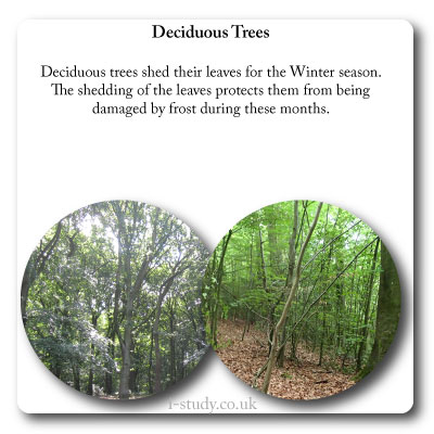 temperate forests deciduous trees